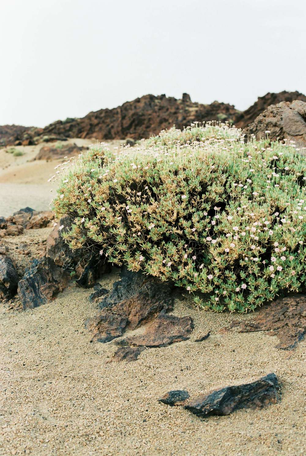 Flowers of Desert