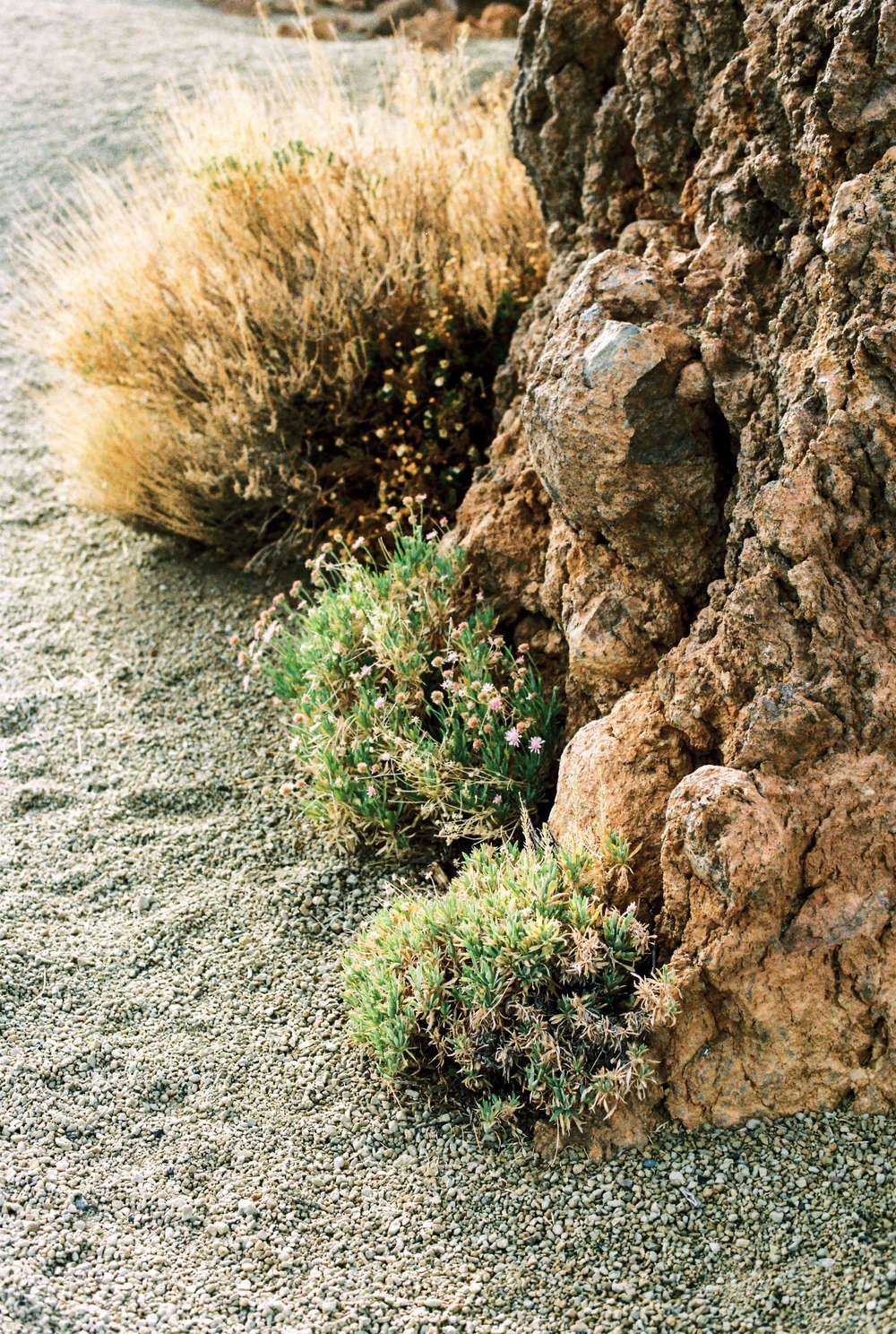 Flowers of Desert