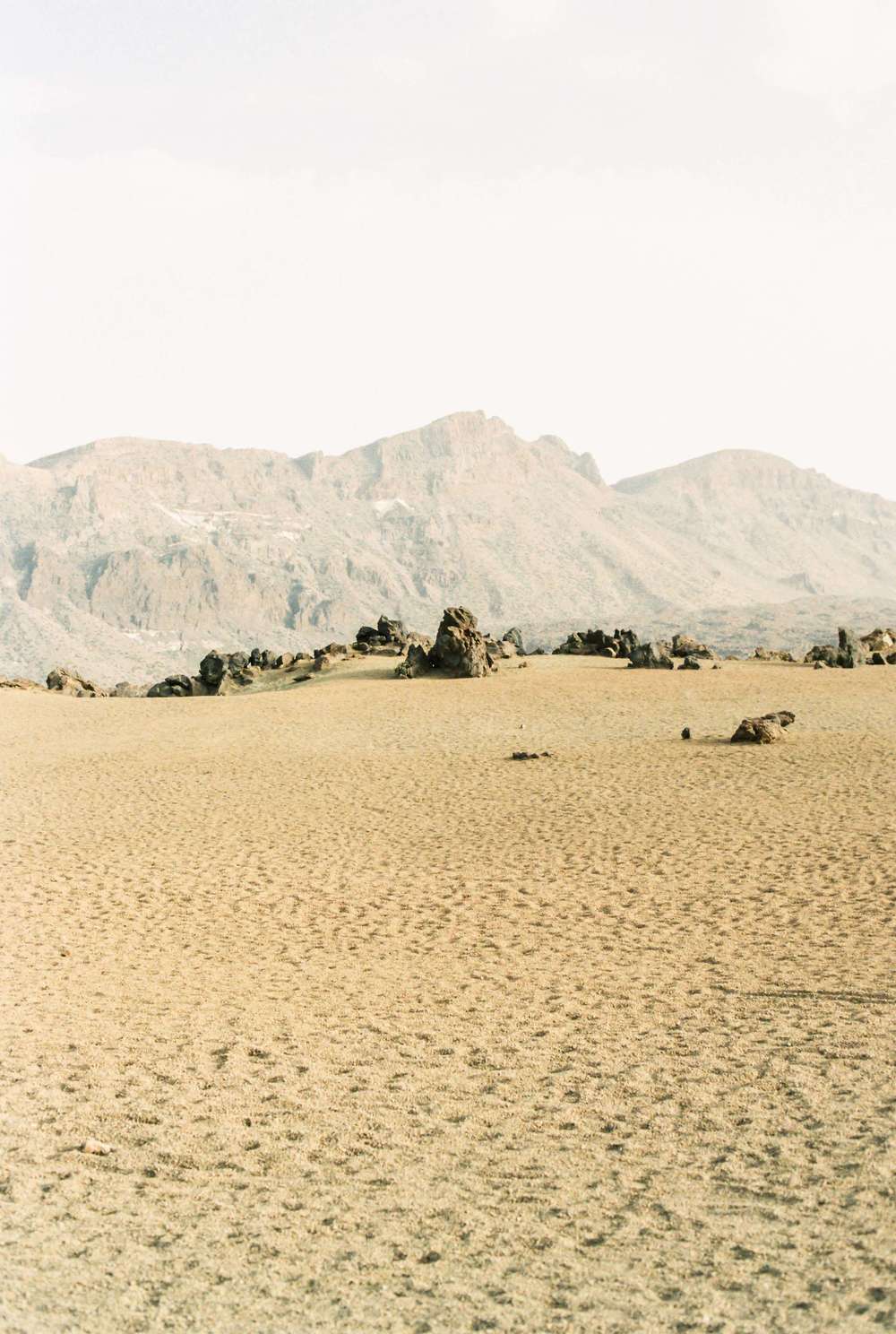 Flowers of Desert