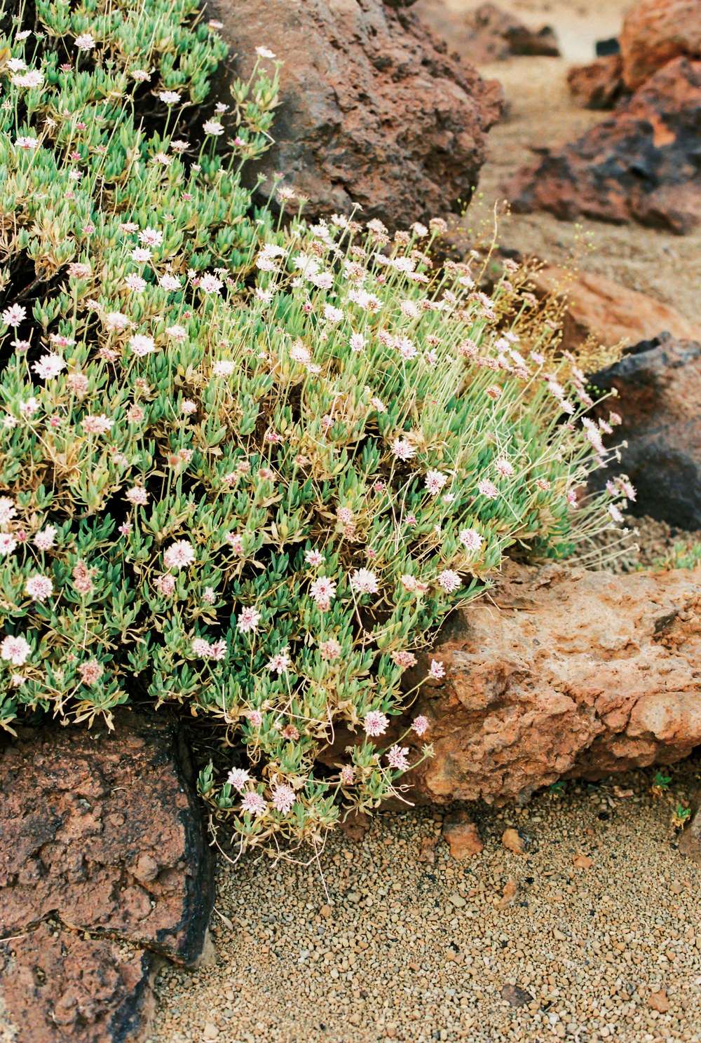 Flowers of Desert