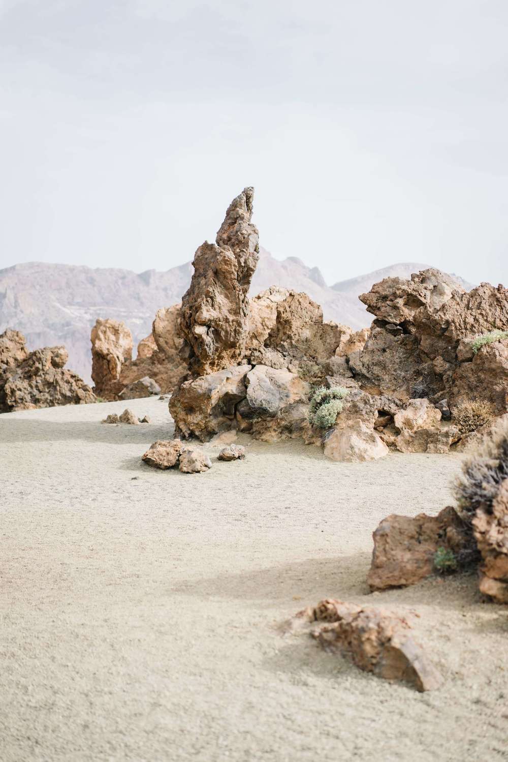 Flowers of Desert