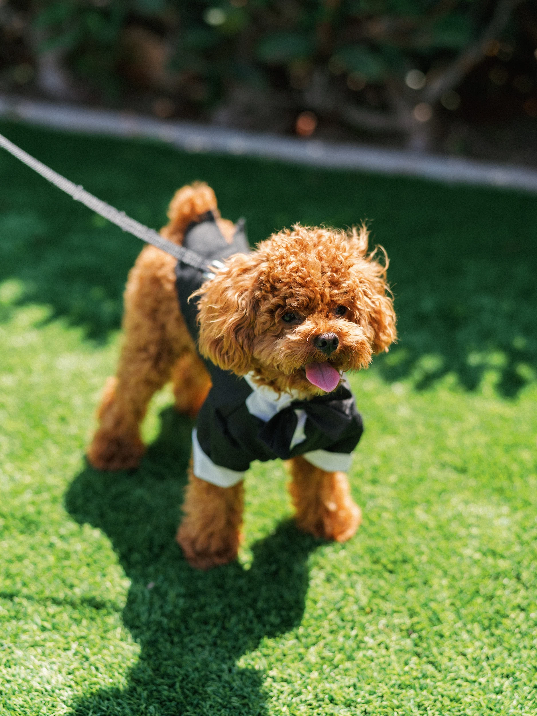 Arghavan & Sam — Wedding